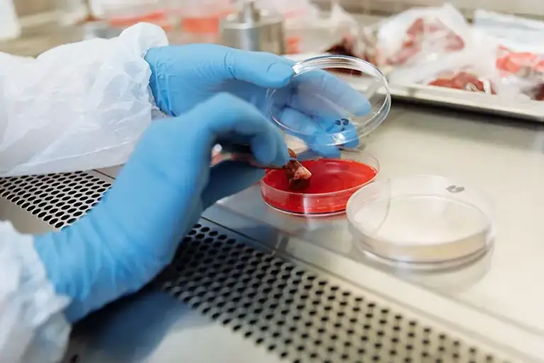 Closeup of the hands of scientists working on animal tissue on a petri dish