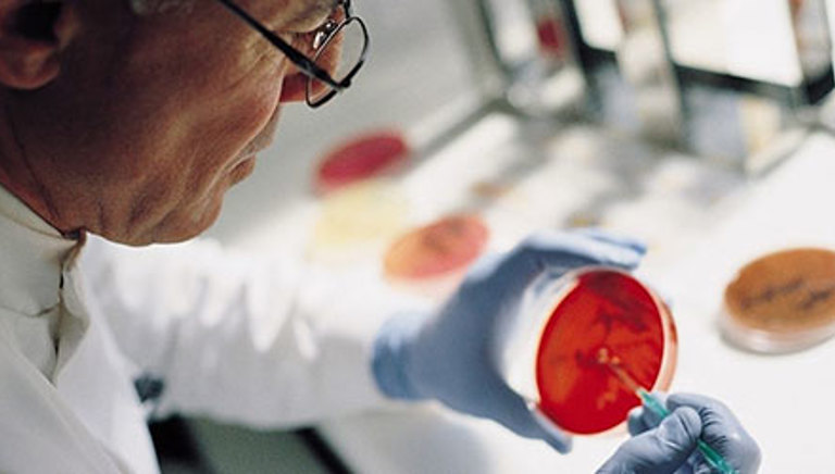 Scientist examining an agar dish